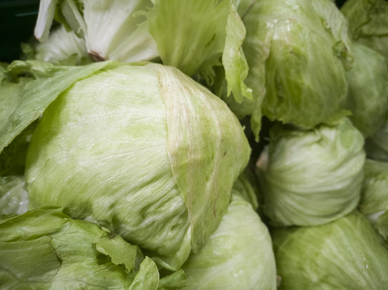 Best Tips for Growing Cabbage in Your Garden